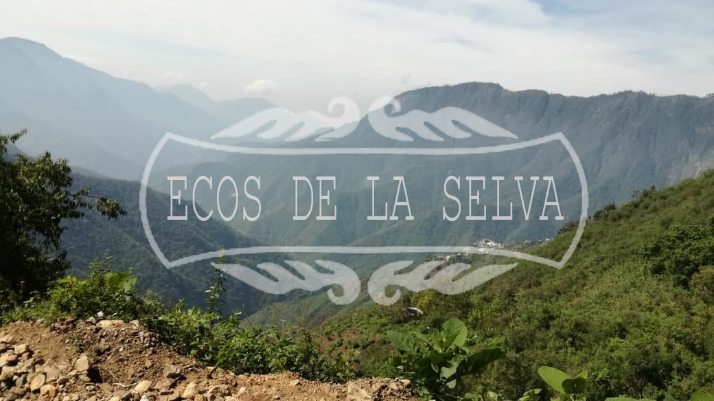 Ecos de la selva, Melissa Miranda, Ocosingo Chiapas, Selva Lacandona, Documental Ecos de la Selva
