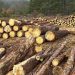 La asociación Bosques y Gobernanza aseguró que en los últimos 12 años se incrementaron los niveles de tala clandestina – Foto/La Silla Rota