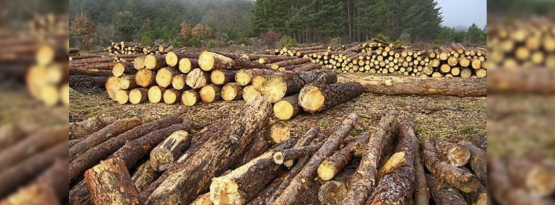 La asociación Bosques y Gobernanza aseguró que en los últimos 12 años se incrementaron los niveles de tala clandestina – Foto/La Silla Rota