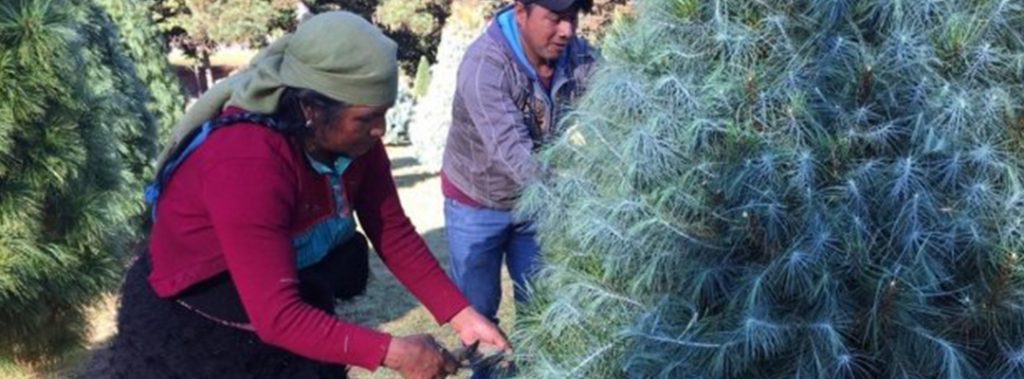 Ind Genas Siembran Con Xito Rboles De Navidad En Chiapas