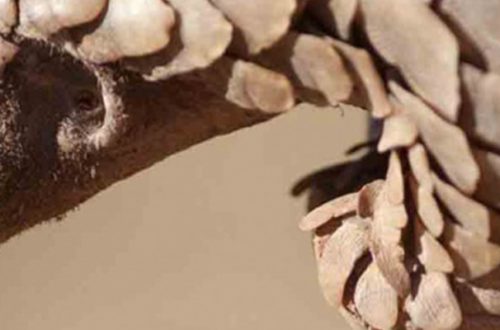 El pangolín, es un mamífero escamoso, solitario y nocturno, que come hormigas y termitas, originario de Asia y África. Foto: Especial