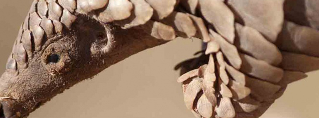 El pangolín, es un mamífero escamoso, solitario y nocturno, que come hormigas y termitas, originario de Asia y África. Foto: Especial