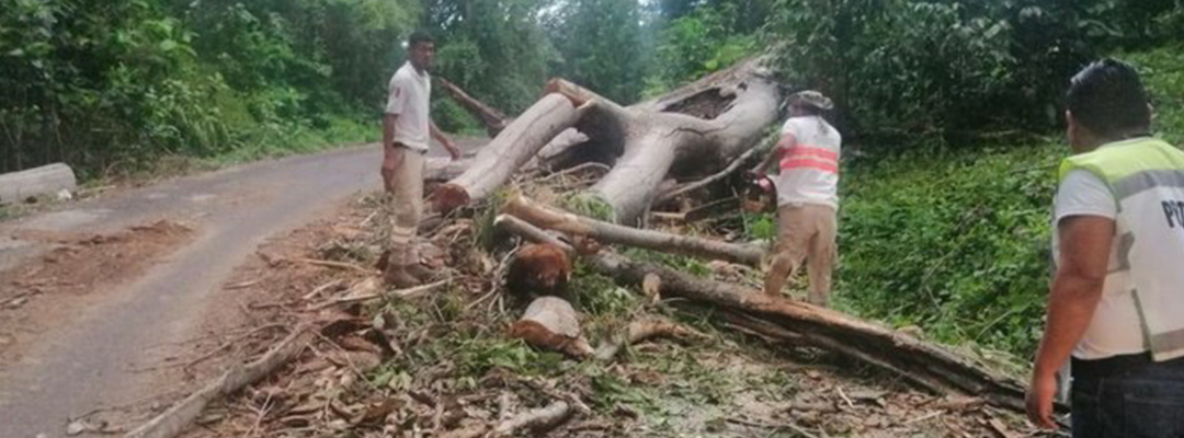 Se registraron fuertes lluvias en Cacahoatán, Unión Juárez y Tapachula que tiraron árboles y causaron daños en viviendas. Foto @pcivilchiapas
