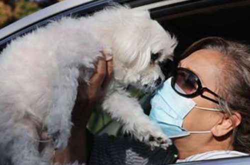En un centro de vacunación para mascotas desde el auto, en Misión Viejo, California. Foto Afp