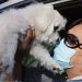 En un centro de vacunación para mascotas desde el auto, en Misión Viejo, California. Foto Afp