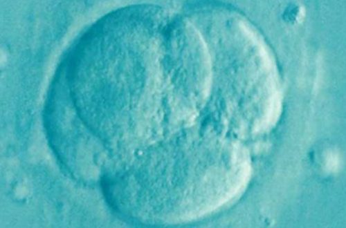 Aunque el asunto supera algunas de las restricciones éticas sobre el uso de embriones humanos, los responsables de la investigación confían en que la comprensión de estos procesos revele las causas de defectos congénitos y enfermedades. FOTO: PIXABAY