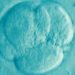 Aunque el asunto supera algunas de las restricciones éticas sobre el uso de embriones humanos, los responsables de la investigación confían en que la comprensión de estos procesos revele las causas de defectos congénitos y enfermedades. FOTO: PIXABAY