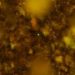 Imagen de microscopía de fluorescencia atrapada por membrana de las muestras antes de los procesos de purificación celular, donde se observaron partículas de sedimentos muy abundantes, en un ubicación no revelada. Foto Afp