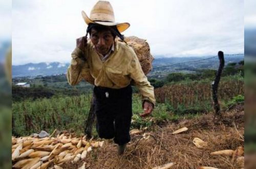 Campesino de Tila carga su cosecha de maíz. Foto Moysés Zúniga Santiago / Archivo