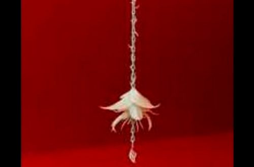 ‘Doppelganger’ (flor blanca de cera) 2020, cadena de hierro, micro-parafina blanca, latón y plata, es la pieza del colectivo ASMA que se integra la muestra ‘Otrxs mundxs’. Foto cortesía de los artistas y de la galería Peana