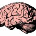 Estudio revela que el cerebro moderno apareció antes de lo que se pensaba.