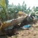 Pie de Foto.- La aeronave con matrícula XB-XEB de la empresa Aviación ALTDI Fumigación cayó en plantaciones de banano del rancho San Isidro. Foto ‘La Jornada’.
