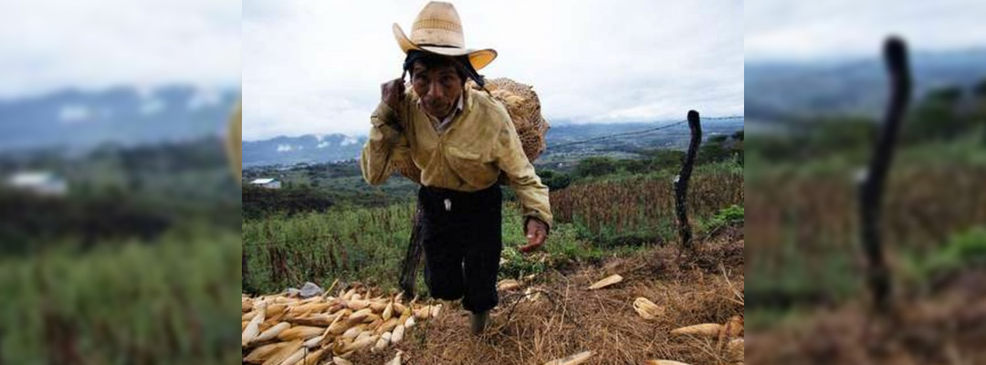 Campesino de Tila carga su cosecha de maíz. Foto Moysés Zúniga Santiago / Archivo