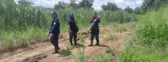 Pie de Foto.- La policía acudió a una zona de caña donde fueron localizados dos cuerpos de presuntos migrantes en Huixtla, Chiapas. Foto Especial para La Jornada