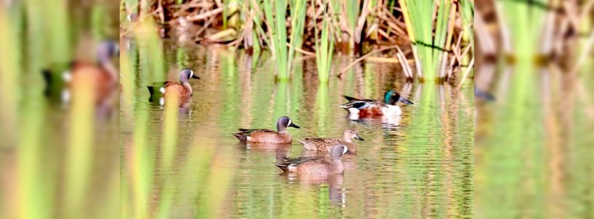 Pie de Foto.- Los patos migratorios que llegan a San Cristóbal de Las Casas desde hace varios cientos o miles de años, pertenecen a dos especies: Spatula Discors y Spatula clypeata. Foto Manuel Lemus Kourchenho