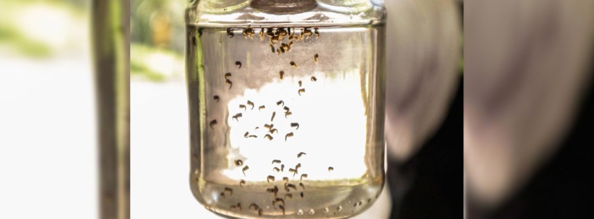 Pie de Foto.- En Chiapas se han detectado un total de 303 casos de dengue, sin que hayan sido reportados fallecimientos por esa causa. Foto Cuartoscuro / Archivo