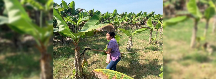 Pie de Foto.- Productores de plátano en Chiapas. Edgar H. Clemente