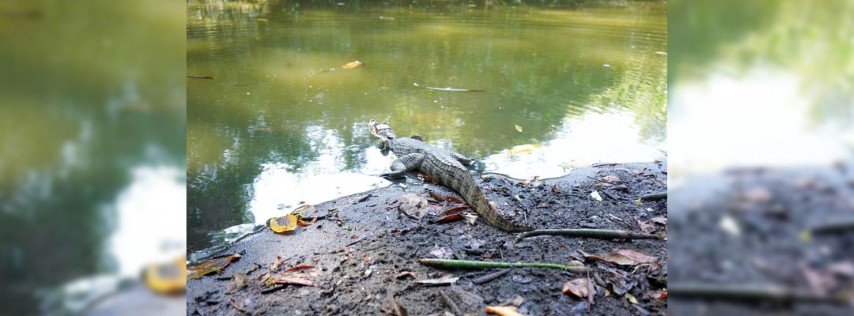 Pie de Foto.- La Encrucijada es una reserva reconocida a nivel mundial. Foto Especial