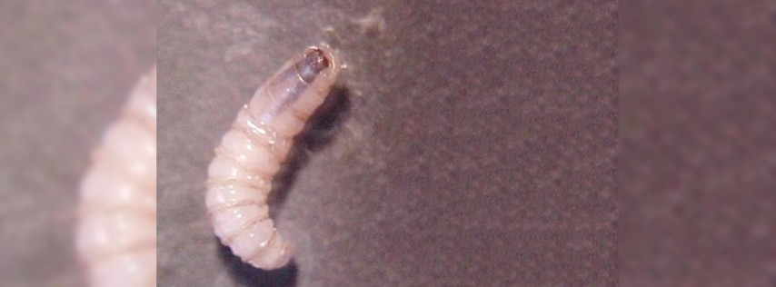 Pie de Foto.- Larva de gusano barrenador en imagen de archivo, UNAM Global.