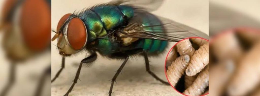 Pie de Foto.- La estrategia busca impedir la reproducción del insecto que afecta al ganado. Foto ININ