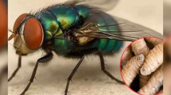 Pie de Foto.- La estrategia busca impedir la reproducción del insecto que afecta al ganado. Foto ININ