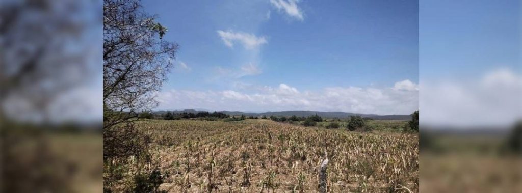 Pie de Foto.- Campesinos reportan más de 45 mil hectáreas de cultivos afectadas por la falta de lluvias en Chiapas. Foto Edgar H. Clemente.