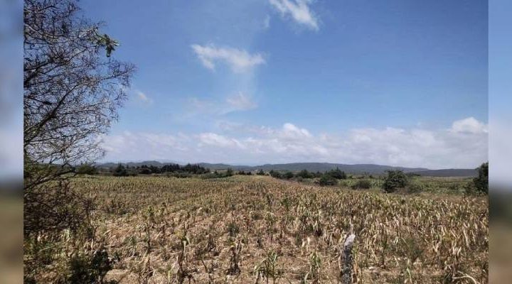 Pie de Foto.- Campesinos reportan más de 45 mil hectáreas de cultivos afectadas por la falta de lluvias en Chiapas. Foto Edgar H. Clemente.
