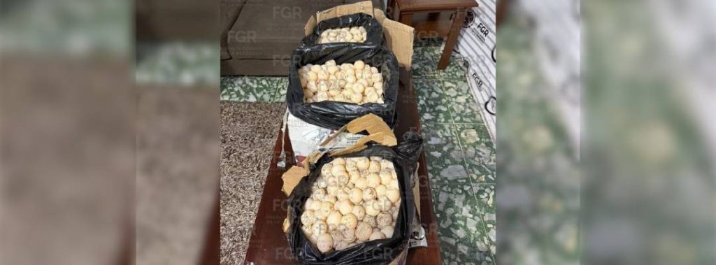 Pie de Foto.- La FGR añadió que la persona detenida, de quien no proporcionó su identidad, fue puesta a disposición del MPF, mientras que los huevos de tortuga fueron trasladados al campamento “Tortuga Marina” de Puerto Arista, con sede en Tonalá, para su debido manejo. Foto: FGR Chiapas