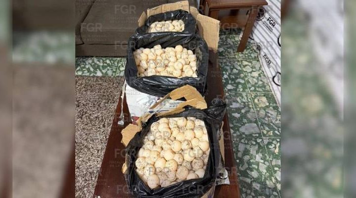Pie de Foto.- La FGR añadió que la persona detenida, de quien no proporcionó su identidad, fue puesta a disposición del MPF, mientras que los huevos de tortuga fueron trasladados al campamento “Tortuga Marina” de Puerto Arista, con sede en Tonalá, para su debido manejo. Foto: FGR Chiapas